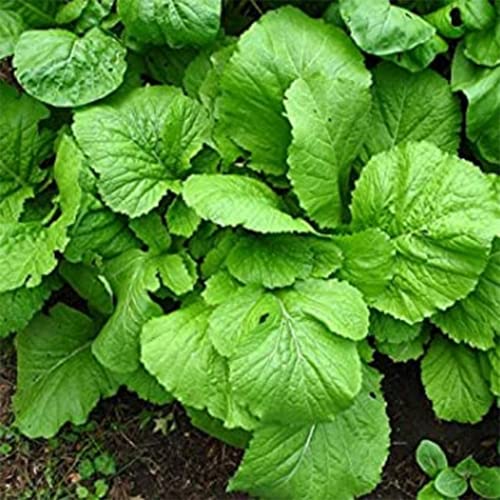 4000+ Florida Broadleaf Mustard Seeds for Planting Vegetable Seeds for Green Leaf Non-GMO Heirloom Garden Seed Small GAI Choi Cải bẹ xanh