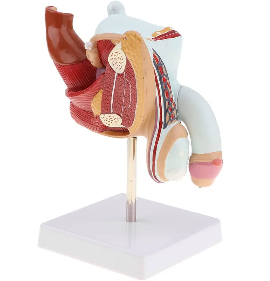 Męski patologia moczu model anatomiczny męski układ rozrodczy uraz narządów płciowych nauczanie do demonstracji edukacji