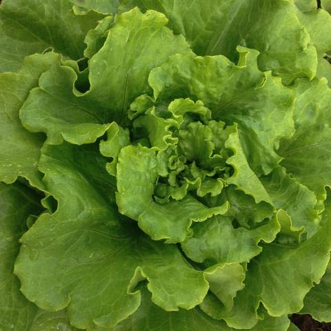 Arianna Batavian Lettuce Seeds, 1000+ Heirloom Seeds Per Packet, (Isla's Garden Seeds), Non Gmo Seeds, Botanical Name: Lactuca Sativa, Great Home Garden Gift #TOP3