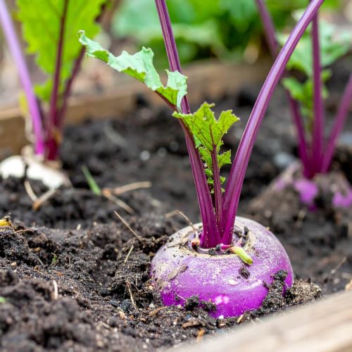 Outsidepride Purple Top Turnip Seeds - 5 Lbs High-Yield High Protein Turnip Seed Ideal Cover Crop for Forage Grazing Livestock High Energy Deer Food Plot & Soil Improvement