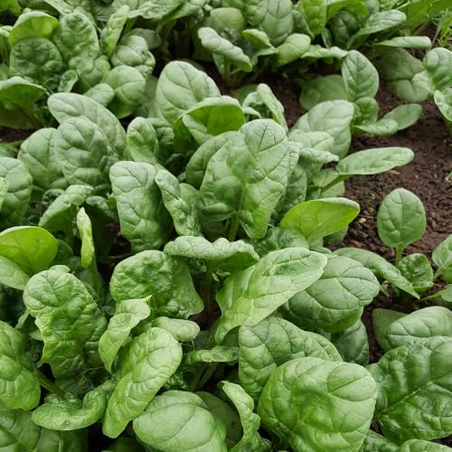 Spinach Viking Seeds – High-Yield & Fast-Growing – Tender, Sweet Leaves – Fresh Tasty Vegetables – for Your Kitchen Garden