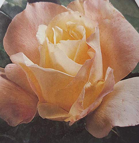 Garden Party Hybrid Tea Rose Yellow to White 5 Gallon Size Live Bush(LMS)