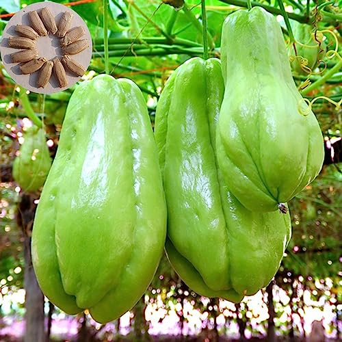 Generic Semillas de chayote natural, 100 piezas Semillas de plantas Escalada Fresca subtropical húmeda Surtida Semillas de chayote natural Accesorios de jardín Semillas