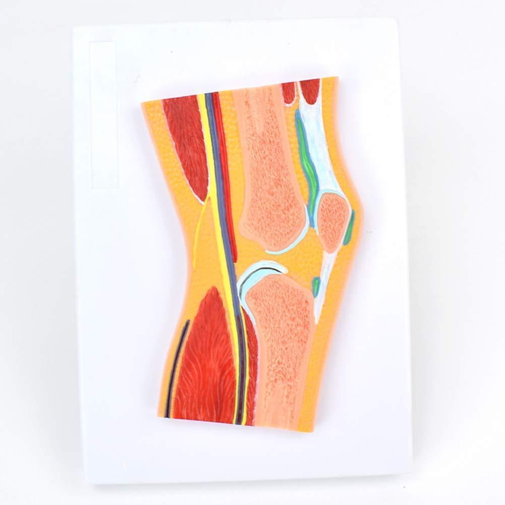 Knee Training Model Buy Learning props Anatomy, MRI Orthopedics Teaching Model of The ...