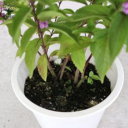 Amazon Co Jp ムラサキシキブ 紫式部 コムラサキ 5号鉢 品種で選べる花木苗 1個売り 学名 Callicarpa Dichotoma シソ科 クマツヅラ科 ムラサキシキブ属 落葉低木 ムラサキシキブは紫の実の色鮮やかな美しさを 平安の美女 紫式部にたとえられている花木です