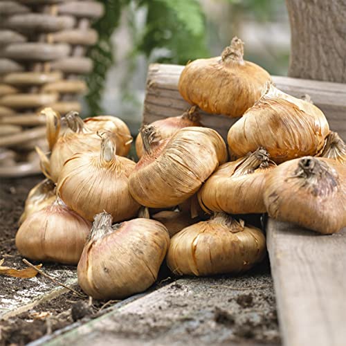 Van Zyverden Gladiolus Novelty Butterfly Belinda Set of 12 Bulbs