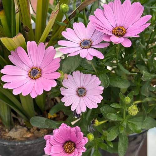 Semillas de margarita del Cabo, de jardín rocas resistentes semillas cobertura del suelo para lugares soleados pradera 55pcs