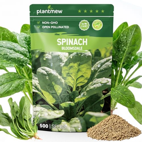 PLANTMEW Bloomsdale Spinach Seeds for Planting 500 Heirloom Seeds Fast Growing Vegetable Seeds for Spring & Fall Gardens