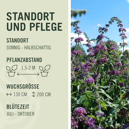 Sommer-Flieder 'Flower Power' (Buddleja Davidii) - Mehrfarbiger Schmetterlingsflieder von Garten Schlüter