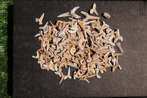 Image of Great Collection of Shark Teeth Fossil Shark Teeth Fossils for Kids Fossils from Morocco A252