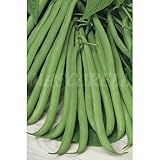 Semillas Horticolas - Judia redonda Bush Blue Lake 274 de mata baja 250gr - Mascarell