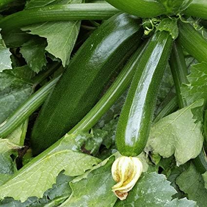Green Zucchini Squash Exotic Imported Quality Vegetable Hybrid Vegetable Seeds (B0CDS6LNW8) Amazon Price History, Amazon Price Tracker