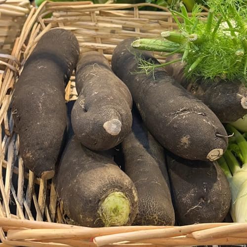 semi di ravanello, Rafano sativus, perenni da giardino roccioso resistenti semi di invernali vecchie varietà 100pcs