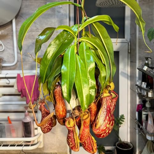 Semillas de Nepenthes, Nepenthes mirabilis, Planta de balcón, semillas resistentes. Plantas carnívoras planta carnívora, plantas de interior exóticas semillas de plantas de interior 120pcs
