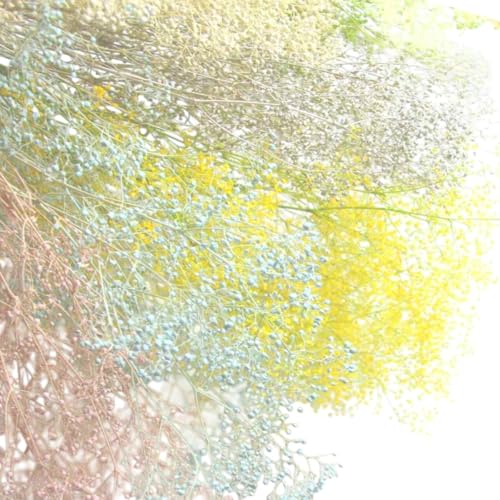 宅急便で発送 「大地農園 スーパーソフトミニカスミ草 選べるマットカラー 一束」 ドライフラワー 花材 ハーバリウム 素材 小さいお花 アレンジメント ギフト 母の日 お誕生日 オオチノウエン プリザーブドフラワー プリザーブド プリザ かすみそう カスミ