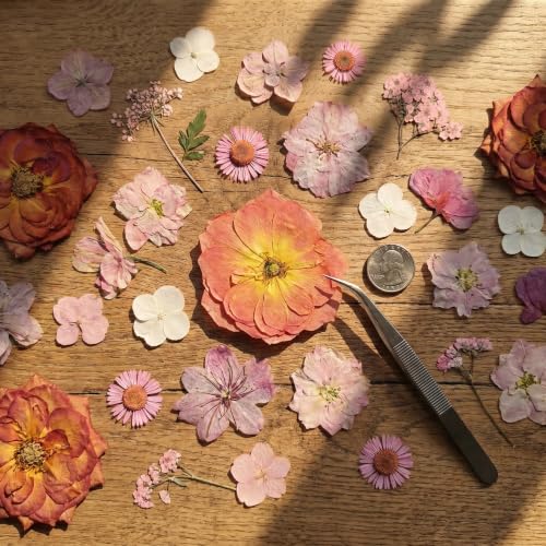 48 piezas de flores y hojas naturales secas prensadas miniatura 2