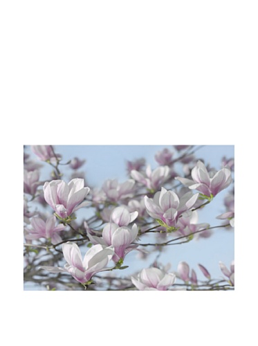 photo wallpaper 'Magnolia', beautiful blossoms, wallmural 368x254cm, 8...