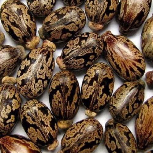 See full amazon price history chart for Zone Marketing Amanakku seeds / Castor beans / Amanakku seeds / Arandi beej / Castor seeds 50 Seeds + 500g Compose Fertilizer Zone Marketing Amanakku seeds / Castor beans / Amanakku seeds / Arandi beej / Castor seeds 50 Seeds + 500g Compose Fertilizer (B0BJZNYNRD) Amazon Price History, Amazon Price Tracker