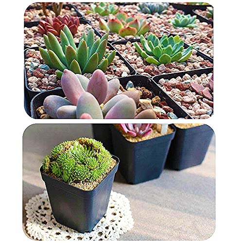 Haawooky 48 Pack Plasic Black Small Plant Pots,Black Square Plastic Nursery Pots,Plastic Starter Pots With Saucer For Garden,Home Decor,Seedlings #TOP4