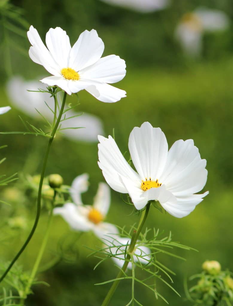 Earth Hopper F1 Hybrid Cosmos Flower Seeds - 35 Seeds Trial Pack (Cosmos, White) (B09TPB65DS) Amazon Price History, Amazon Price Tracker