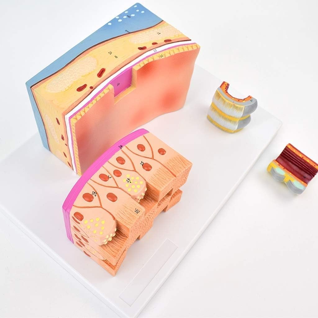 Human Trachea Anatomy Model, Tracheal Wall and Larynx Organ Model, 3X Magnification Trachea Structure Anatomical Model, for Medical Learning and Research.