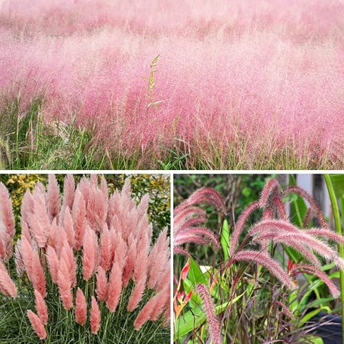 Pink Ornamental Grass Seeds Mix for Planting - 250+ Seeds: Pink Muhly Pampas & Foxtail Set for Vibrant Garden Borders & Landscaping Perennial Flowering Displays