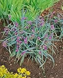 PlantaPro