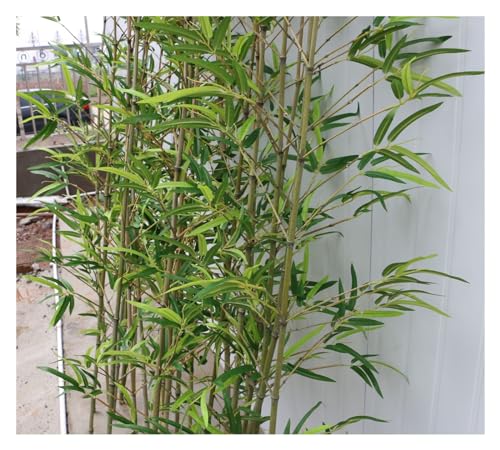 LYDZT Plantas de bambú Artificial para árbol Falso/Pantalla divisoria de ambientes/Adornos Decorativos de jardinería, bambú Artificial Realista de 5 a 6 pies de Alto para Interiores y Exteriores,