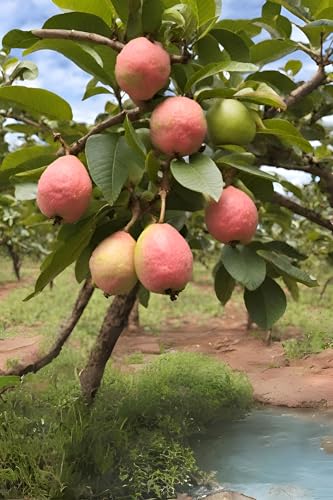 Image of Red Guava Hybrid Live Plant, All Seasons Sweet Fruit Tree for Home Garden, Height 30-60 cm, Indoor Outdoor