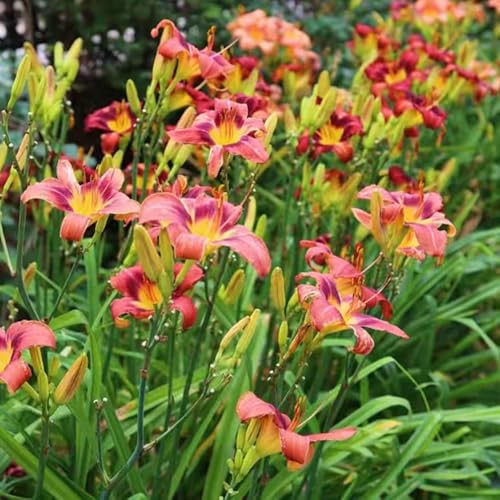 Semillas de azucena, Hemerocallis fulva, semillas de variedades antiguas exóticas jardín resistentes pradera mariposas 400pcs