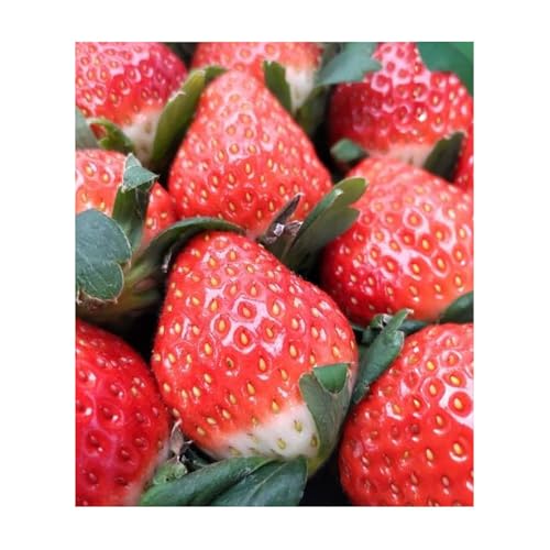 [定期便][定期便全7回]おいしい果物定期便