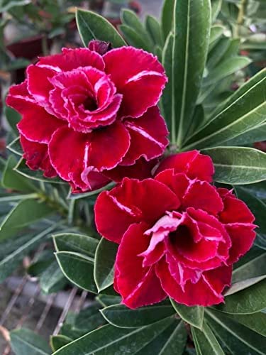 MINATIGREENHOUSE RED ADENIUM LIVE PLANTS (B0B4MX6WYM) Amazon Price History, Amazon Price Tracker