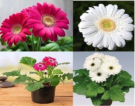 Green view "Combo Gerbera Pink,White Flowers Plant "Hybrid Decorative Flower Plant-2 Healthy Live Flower Plantwell rooted covered with cocopeat in Nursery Grow Bag for Home Garden (B0C4F1846M) Amazon Price History, Amazon Price Tracker