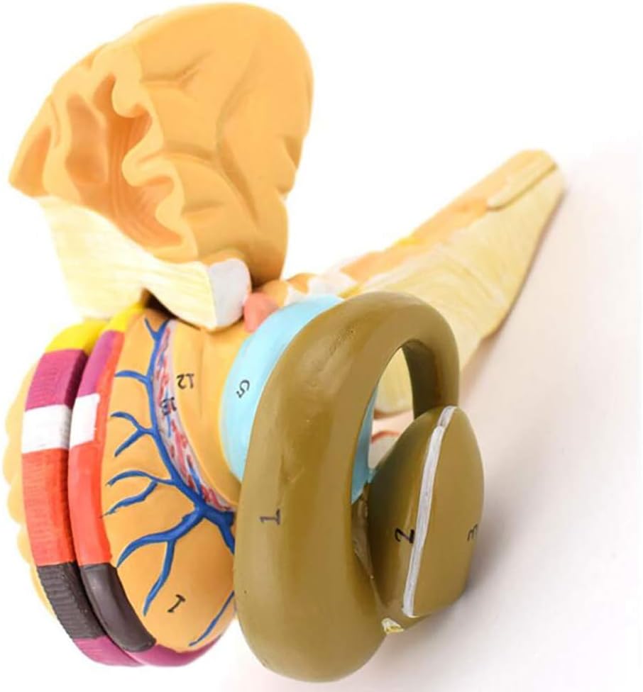 教育モデル、人間の脳モデル - 学校での使用、教育、学習のための分解された内部カプセルと基底核核モデルの解剖学医療構造像