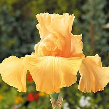 51eZhJEMeVL._AC_UF350,