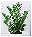 BALDUR Garten Zamioculcas, 1 Pflanze, Glücksfeder, Zamie, Zamia Farn, Zamia Palme, pflegeleichte Zimmerpflanze Zimmerpflanze, Grünpflanze, mehrjährig - frostfrei halten, Zamioculcas zamiifolia
