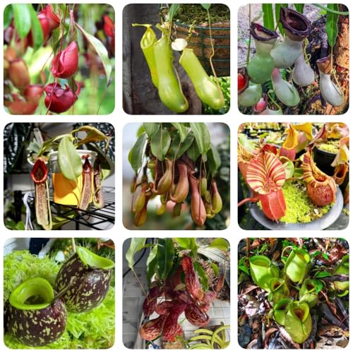 Semi di Nepenthes, da giardino roccioso resistenti resistenti per il giardino prodotti sostenibili verdi da interno regali 200pcs