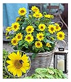 BALDUR-Garten Winterharte Sonnenblume SunCatcher®, 1 Pflanze, Helianthus, Bienen- & schmetterlingsfreundlich, winterharte Stauden-Sonnenblume, mehrjährig, blühend