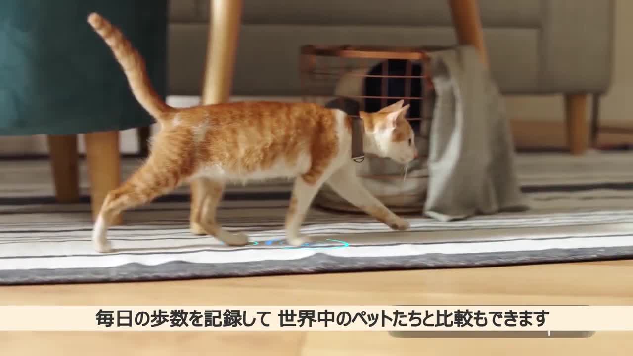最高の ebo(イーボ ) 猫ちゃん お友達ロボット【標準版】スマート 