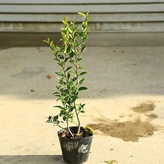 Amazon Co Jp ソヨゴ