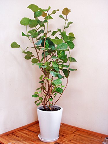 픫dẴV[O[v^170cmOi10j