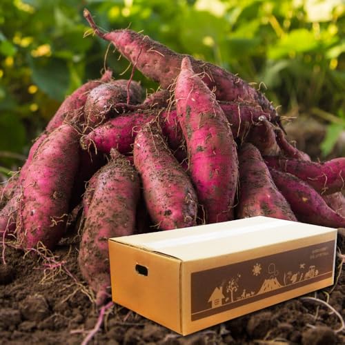 りんたろ 紅はるかB品スティック 5kg 楽天市場】紅はるか 5kgの通販