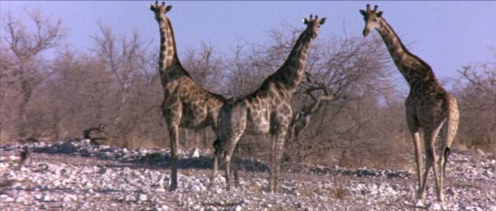 Die lustige Welt der Tiere