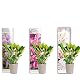 Rhododendron Bloomique 3er-Set in Lila, Rosa und Weiß – Immergrün