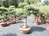 gruenwaren jakubik Olivenbaum Pon Pon 260cm Bonsai Formgehölz, winterhart