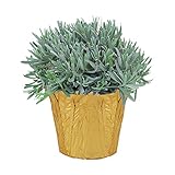 Live Aromatic and Healthy Herb - Lavender, Improves Sleep Quality, Wrapped in Deco Cover, 14' Tall by 6' Wide in 1.25 Quart Pot