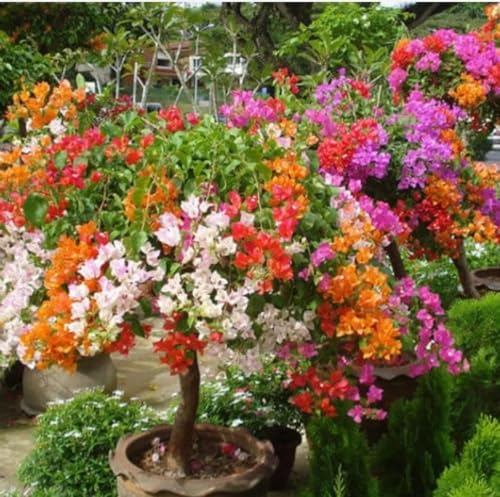 Image of Multi-Grafted Bougainvillea Live Plant with Pot | Bougainvillea Flowering Plant Live | Outdoor Ornamental Plant for Home Garden Terrace Balcony