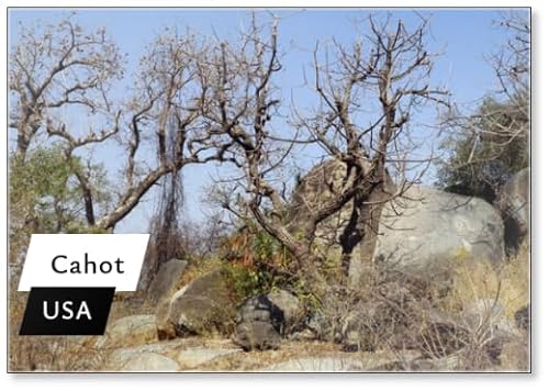 Cahot, Fridge Magnet