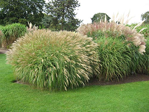 Asklepios-seeds® - 100.000 Seeds Miscanthus sinensis, Korean uksae, Chinese Silver Grass, Eulalia Grass, Maiden Grass, Zebra Grass, Susuki Grass, Porcupine Grass