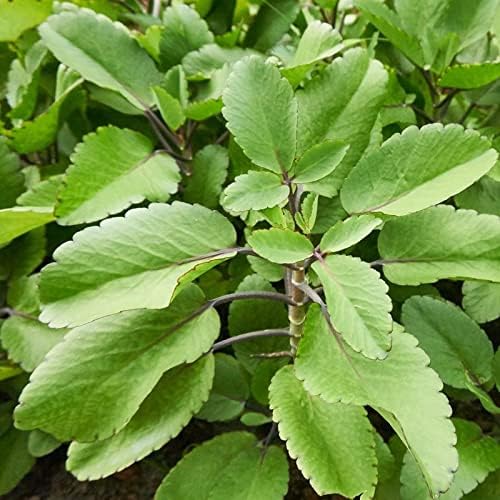Miniatura 3 de Kalanchoe Pinnata Plant Live, hoja de planta Kalanchoe enraizada para cultivar en interiores y exteriores